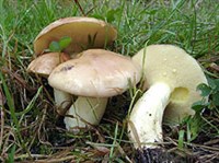 МАСЛЕНОК (Масленок зернистый)