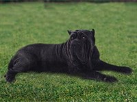 МАСТИНО НАПОЛИТАНО