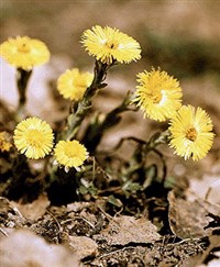 МАТЬ-И-МАЧЕХА ОБЫКНОВЕННАЯ