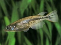 МЕДАКА ЧЕРНОПЯТНИСТАЯ