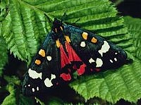 МЕДВЕДИЦЫ (медведица-госпожа)