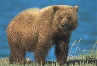 МЕДВЕДИ (медведь гризли)