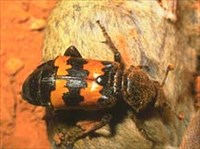 МЕРТВОЕДЫ (Жук-мертвоед)