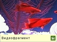 МЕЧЕНОСЕЦ ГЕЛЛЕРА (видео)