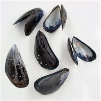 МИДИИ (мидии)