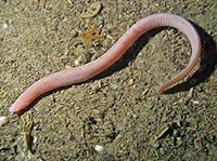 МИКСИНЫ (Миксина обыкновенная)