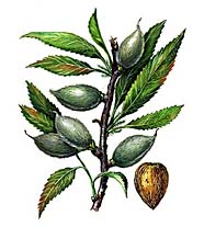 МИНДАЛЬ (миндаль обыкновенный)