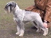 МИТТЕЛЬШНАУЦЕР