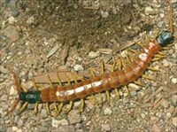 МНОГОНОЖКИ