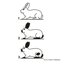 МОДИФИКАЦИИ