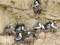 МОЕВКА (гнездовья)