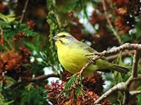 МОЗАМБИКСКИЙ ВЬЮРОК (Serinus mozambicus)