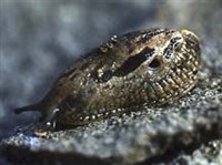 МОЛЛЮСКИ (Слизень арион)