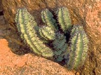 МОЛОЧАЙ (эуфорбия)