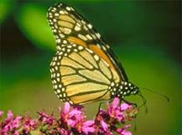 МОНАРХ (бабочка)