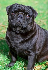 МОПС (черный)