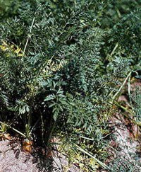 МОРКОВЬ (посевная)