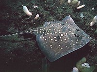 МОРСКАЯ ЛИСИЦА (Raja clavata)