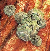 МОРСКИЕ ЖЕЛУДИ (Морской желудь)