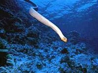 МОРСКИЕ ЗМЕИ