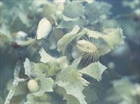 МОРСКИЕ УТОЧКИ (Усоногие на саргассовых водорослях)