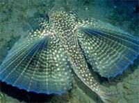 МОРСКОЙ ПЕТУХ