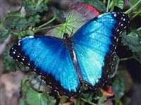 МОРФИДЫ (морфо гиацинтовый)