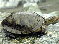МРАМОРНАЯ ЧЕРЕПАХА (Clemmys marmorata)
