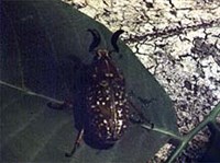 МРАМОРНЫЙ ХРУЩ