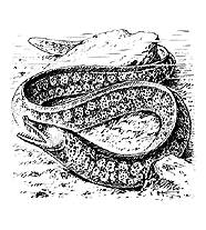 МУРЕНЫ (средиземноморская мурена)