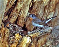 МУХОЛОВКА малая