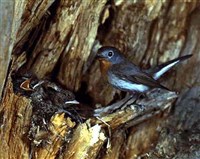 МУХОЛОВКИ (малая мухоловка)