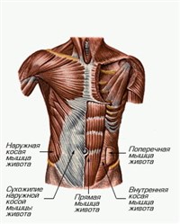 МЫШЦЫ ЖИВОТА