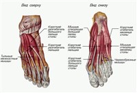 МЫШЦЫ ПРАВОЙ СТОПЫ