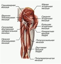 МЫШЦЫ ТАЗА И БЕДРА (вид сзади)
