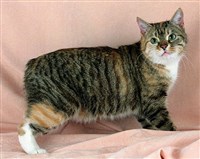 МЭНСКАЯ КОШКА