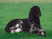 МЮНСТЕРЛЕНДЕР БОЛЬШОЙ