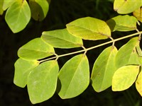 Маакия амурская, акатник – Maackia amurensis Rupr. & Maxim. (1)