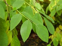 Маакия китайская – Maackia chinensis Tak.