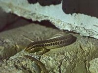 Мабуя (золотистая)