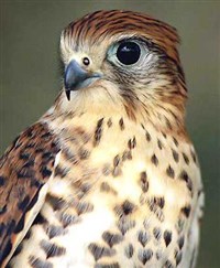 Маврикийская пустельга (голова)