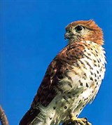 Маврикийская пустельга (на дереве)