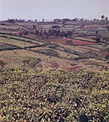 Маврикий (чайные плантации)