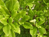 Магнолия звездчатая, войлочная – Magnolia stellata (Sieb. & Zucc.) Maxim.