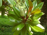 Магнолия крупноцветковая – Magnolia grandiflora L. (1)