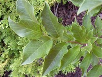 Магнолия лилиецветная, му-лан – Magnolia liliflora Desr.