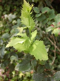 Магобарбарис ньюберти – Mahoberberis neubertii (Lem.) Schneid.