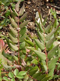 Магония жилковатая – Mahonia nervosa (Pursh.) Nutt.