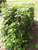 Магония падуболистная – Mahonia aquifolium (Pursh.) Nutt. (3)