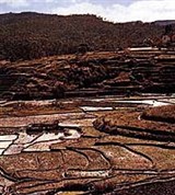 Мадагаскар (рисовые террасы)